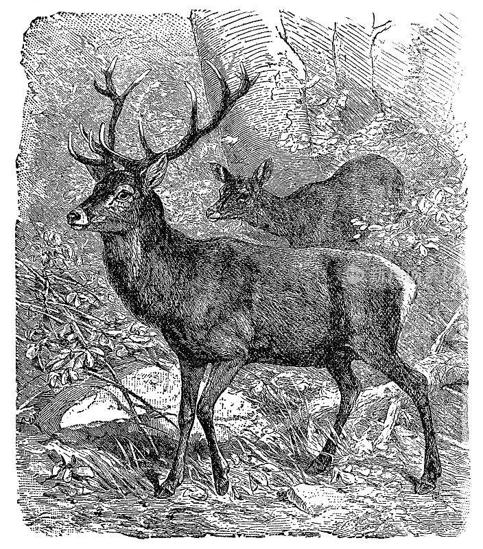 赤鹿(Cervus Elaphus) - 19世纪